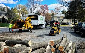 How Our Tree Care Process Works  in Weyauwega, WI